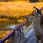 Why Choose a Gir Wildlife Tour Package for Your Next Nature Getaway