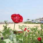 Selling Your Home in Whitstable? 5 Gardening Tips to Impress Buyers