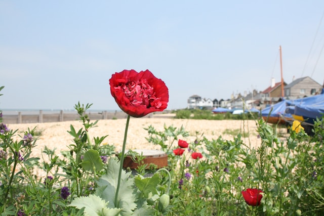 Selling Your Home in Whitstable? 5 Gardening Tips to Impress Buyers